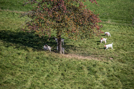 在城堡前牧场上的动物王朝偶蹄反刍动物山羊草地绿色灌木堡垒羊奶家畜背景图片