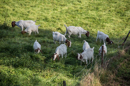 在城堡前牧场上的动物草地绿色家畜山羊灌木偶蹄王朝反刍动物羊奶堡垒背景图片