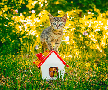 一只小猫在绿草地上 站在玩具屋旁图片素材