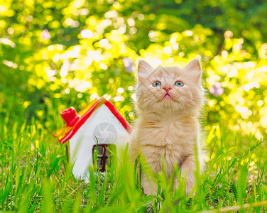 在玩具屋旁边的绿草地上 生姜红小猫图片素材