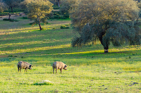 西班牙埃斯特雷马杜拉 日落时在玻璃地的猪农田家畜猪肉草地美食背光农村食物草原场地背景图片