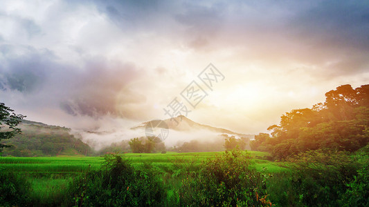 清晨绿色梯田稻田的绿色地貌 山底周围有美丽的雾雾 金光灿烂背景