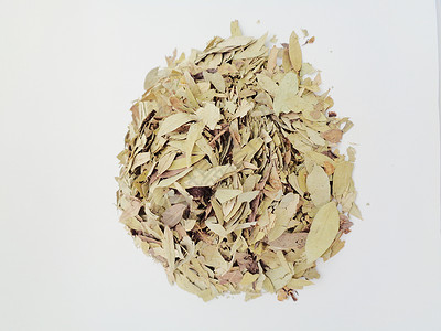 干番泻叶 也称为 daun jati 瓷器 有白色背景 这种叶子通常用作凉茶 此茶清爽 有特殊香气阳光便秘环境食物植物花草泻药药背景图片