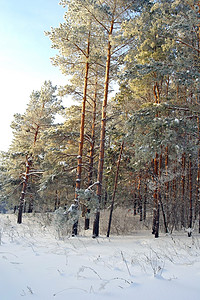 森林冬季地貌暴风雪季节旅行水平天气气候太阳木头松树针叶户外的高清图片素材