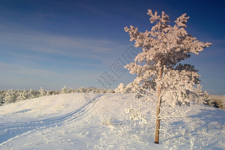 山上覆满了孤单的松树雪蓝色冻结森林孤独晴天风景爬坡天空季节荒野背景图片