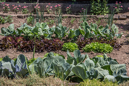 分配款花园的温室泥人前院菜园花坛蔬菜草药菜地侏儒南瓜太阳能背景图片