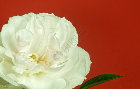 白色玫瑰季节花园背景图片