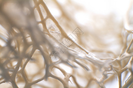 解剖学素材网编织干净的高清图片