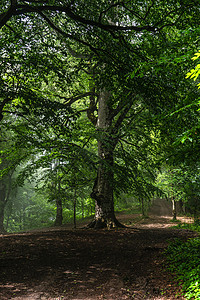 夏季森林中的道路小路木头植物环境绿色娱乐高清图片