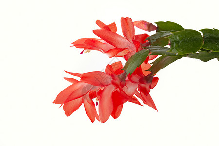 施拉姆堡花朵红色植物背景图片