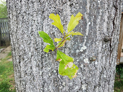 橡树树皮 树枝和小绿叶叶子树干植物学绿色树叶植物群高清图片