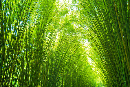 用于背景的绿竹叶公园植物生长叶子花园热带木头树林丛林绿色背景图片