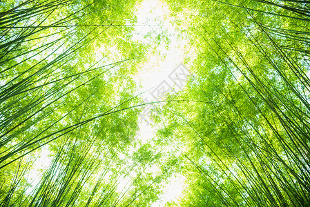 用于背景的绿竹叶丛林阳光热带树林木头花园叶子公园森林植物背景图片
