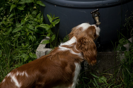 雨桶雨箱式水龙头的猎犬饮料背景