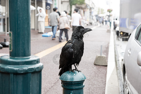 城里的黑乌鸦荒野城市动物鸟类羽毛腐肉野生动物高清图片
