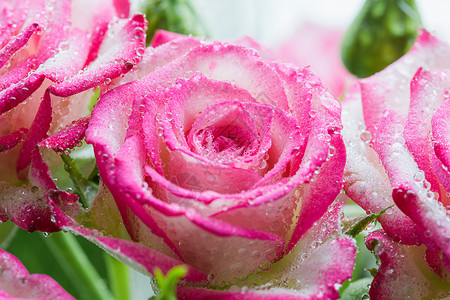 粉红玫瑰花在滴子里贴近了投标色调粉色花期背景雨滴白色宏观背景图片