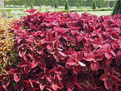 植物油漆织物绿色植物植被荨麻彩绘黄芩红色树叶螺柱背景图片