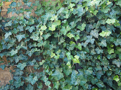 常春藤植物背景空白植被树叶绿色植物叶子绿色背景图片