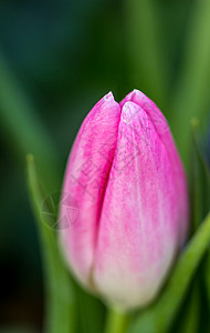 粉红色郁金香贴近粉色花瓣花园宏观植物背景图片
