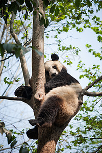 树上的熊巨熊猫睡在树上毛皮睡眠动物荒野森林食肉野生动物白色哺乳动物公园背景