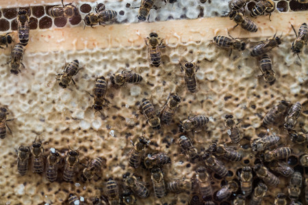 蜜蜂爬在蜂窝上棕色蜂蜜生产总结蜂蜡蜂巢六边形工人背景图片