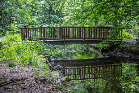 林木桥横跨森林的溪流木桥边缘木头海豹过渡反思绿色背景图片