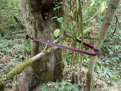 黑色和红色带 绑着有苔稼的树木绿色苔藓乐队森林带子背景图片