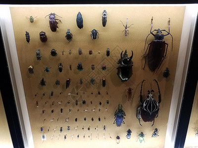 玻璃下的小小和大块板甲虫昆虫野生动物臭虫翅膀标本展示科学昆虫学背景图片