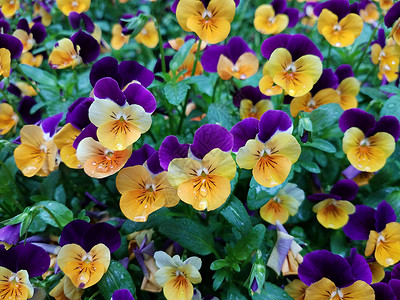 黄色和紫色花朵绿色树叶植物学植物群飞沫背景图片