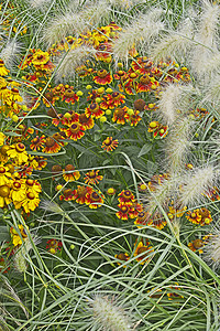 与和观赏草的多彩花园花朵边界元素喷嚏尾草黄色同义词边框红色背景图片