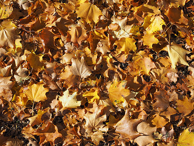 秋季请假背景背景草地落叶绿色树叶背景图片