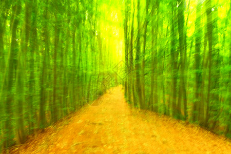 背景的散焦森林 模糊和去焦点的新鲜绿色在森林中背景图片
