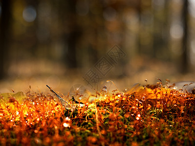 落下树上的苔中棕色闪亮的针头蘑菇季节森林苔藓地面菌类叶子房客阳光生物学夏天高清图片素材