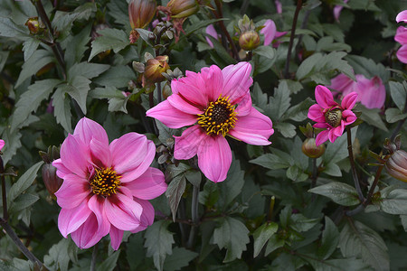 在花朵边框中 紧贴着开花的 Dahlia '紫宝石'背景图片