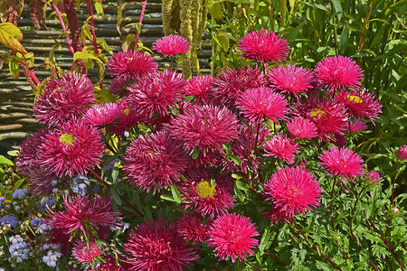 花朵边框多彩 卡列斯特胡斯近距离靠近花园水平粉色展示红色背景图片