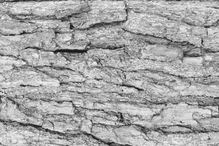 松树纹理的单色树皮树干白色宏观植物材料黑色皮肤棕色木头背景图片