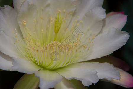 仙人掌天蝎的白花在夜晚盛开花朵白色宏观昙花插图夜开花植物蜡样拉丁大花背景图片