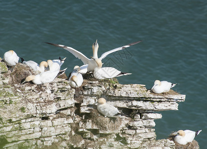 在悬崖头顶上 套牢的长网野生动物团体海岸线岩石嵌套海洋海鸟海岸地质学账单背景