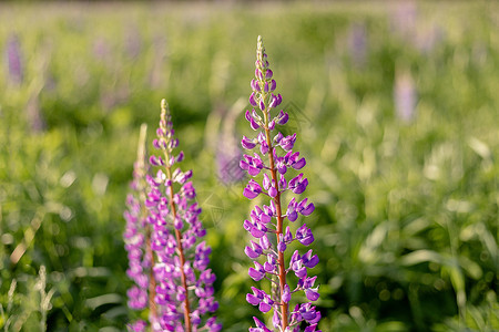 多彩羽扇豆花紫色的野花高清图片