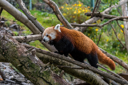 稀有红红熊猫在树上漫步背景
