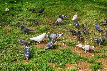 鸽子在草地上吃背景图片