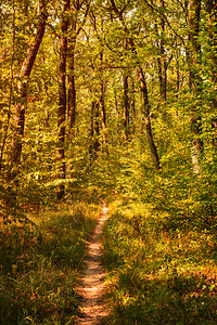 森林的路径旅行季节小路公园植物国家环境木头风景远足农村高清图片素材