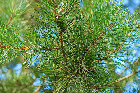森林里的青松树绿锥绿色植物生长木头季节锥体植物群季节性宏观针叶树背景图片