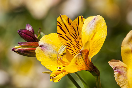 特罗特阿尔斯特罗梅里亚黄金光辉季节块茎花坛家庭植物群花头香味植物魅力百合背景