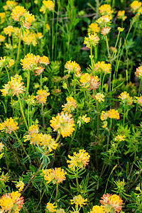夏天的黄青花朵涌现背景图片