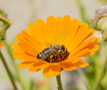 收集花粉野生动物雏菊高清图片