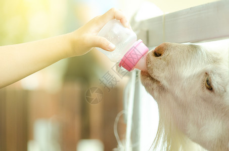 羊儿用粉红色瓶子喝孩子的牛奶哺乳动物高清图片素材