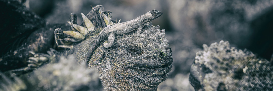 加拉帕戈斯滑稽动物  海洋伊瓜纳 头顶有较小的海蜥guana鬣蜥说谎火山团体动物群太阳野生动物旅行旅游生态旅游背景图片