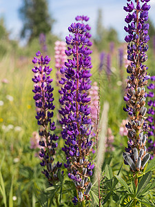 田野中的紫色花朵田园野花草地荒野场地关爱蓝色植物空气生活背景图片