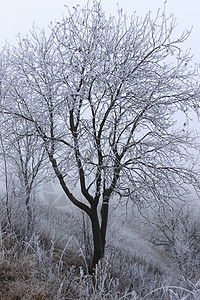 雾中覆盖着无霜的树松树林地公园季节森林薄雾旅行白色天气温度背景图片